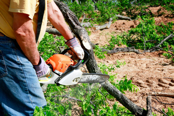 Best Stump Grinding Near Me  in Tye, TX